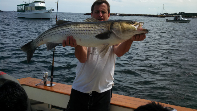 Striped Bass